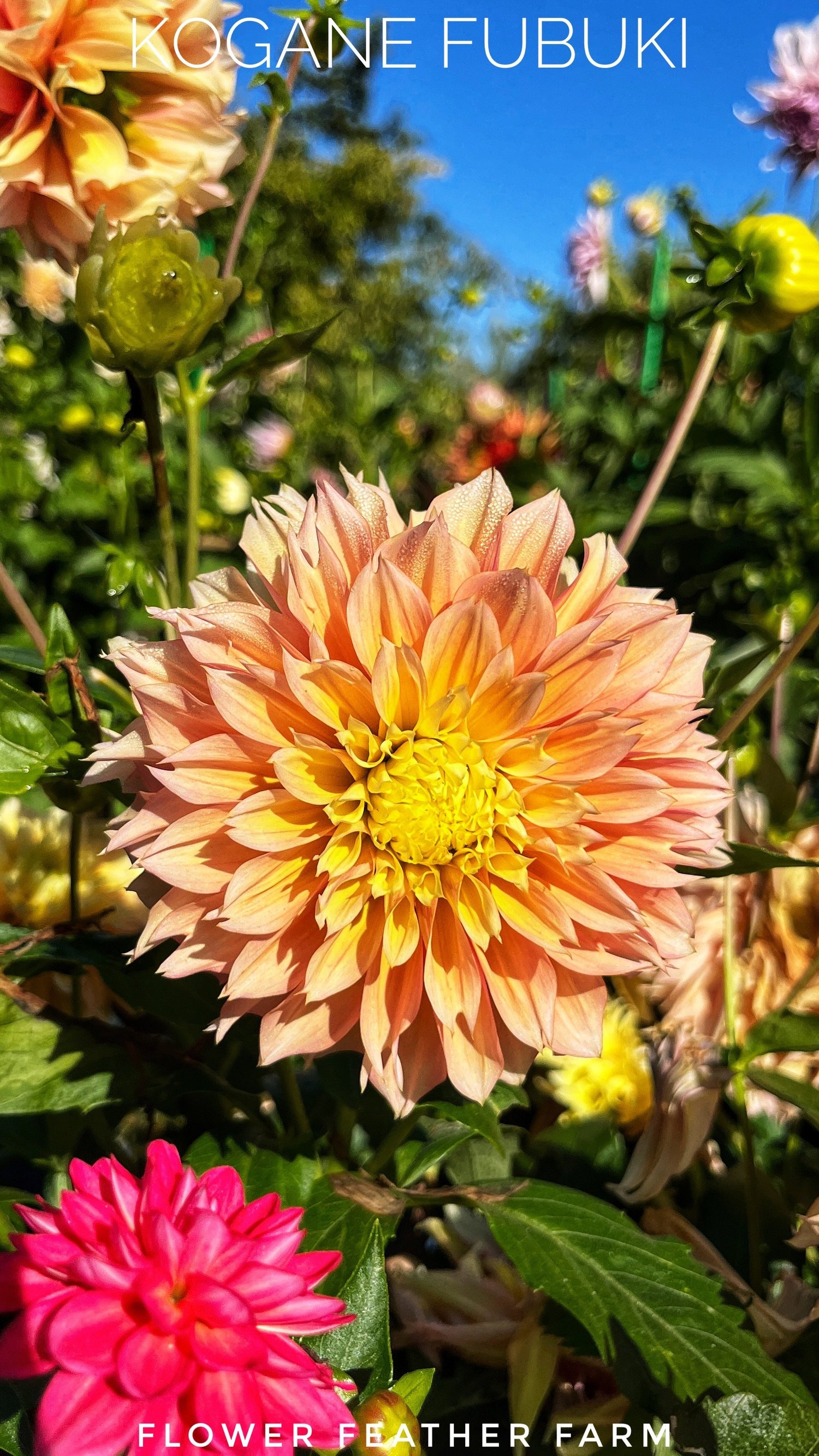 P.Fubuki（OC） pup from 晴花plants Dahlia Kogane Fubuki – Jack the Grower